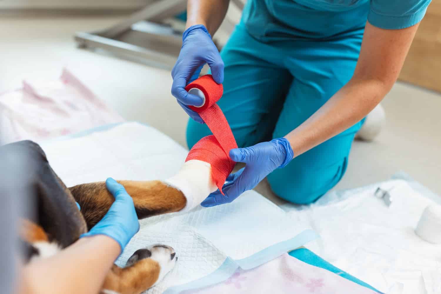 A veterinarian wearing blue gloves wraps a red bandage around a dog's injured leg while the dog lies on a medical pad.