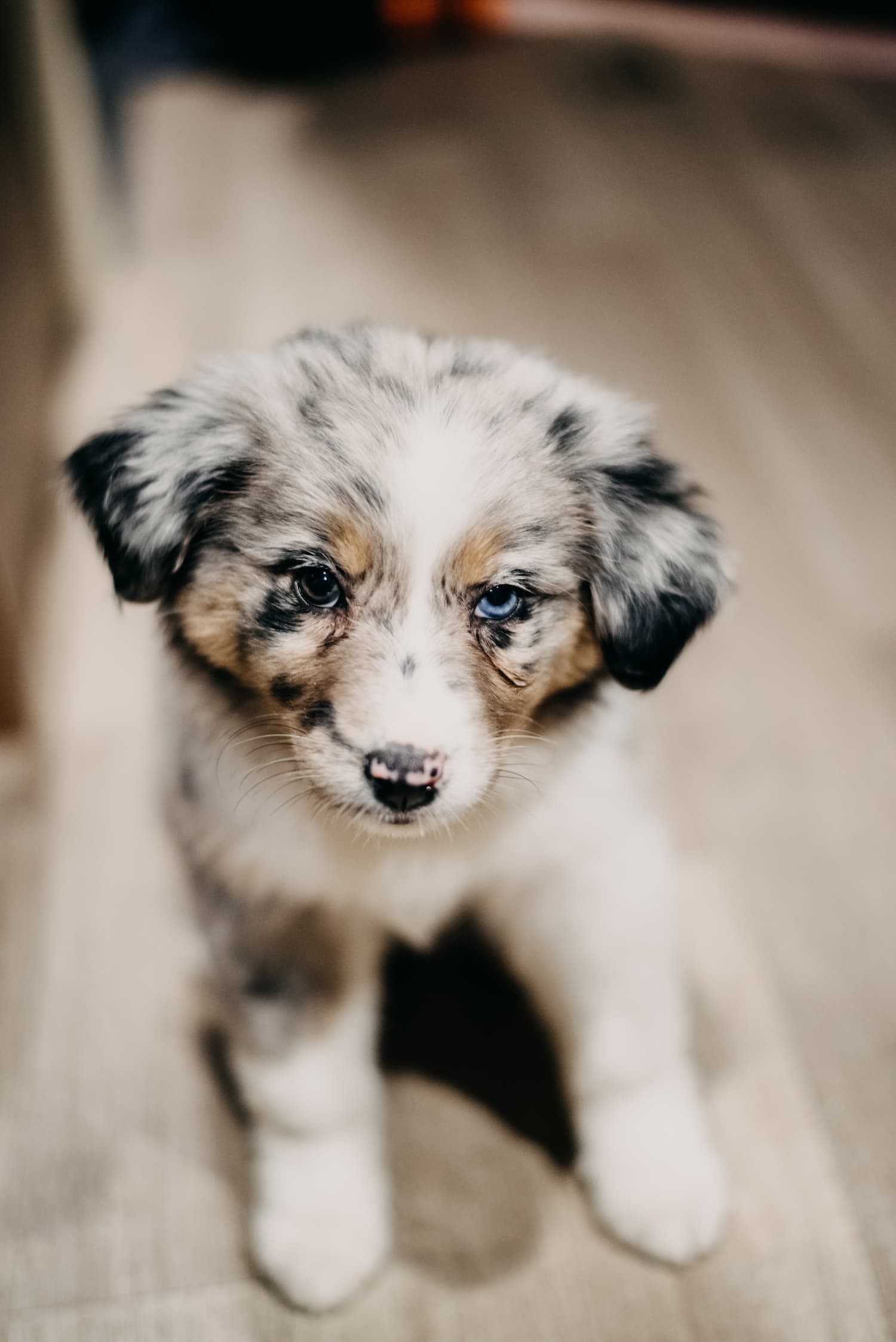 A close-up of a small, fluffy puppy with a mottled gray, white, and brown coat standing on a wooden floor.