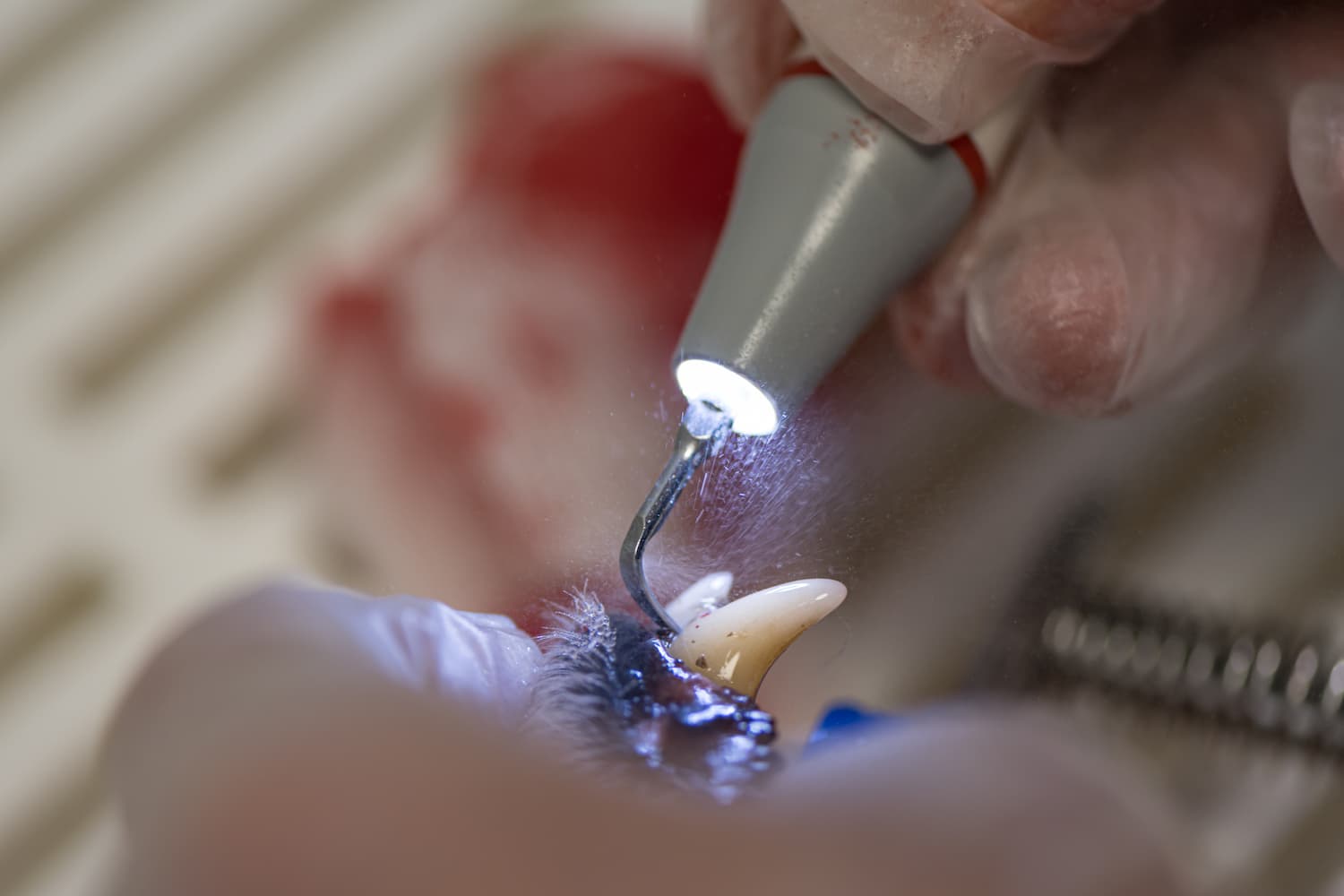 A close-up of a veterinary dental tool being used to clean a dog’s tooth, with gloved hands and water spray visible.