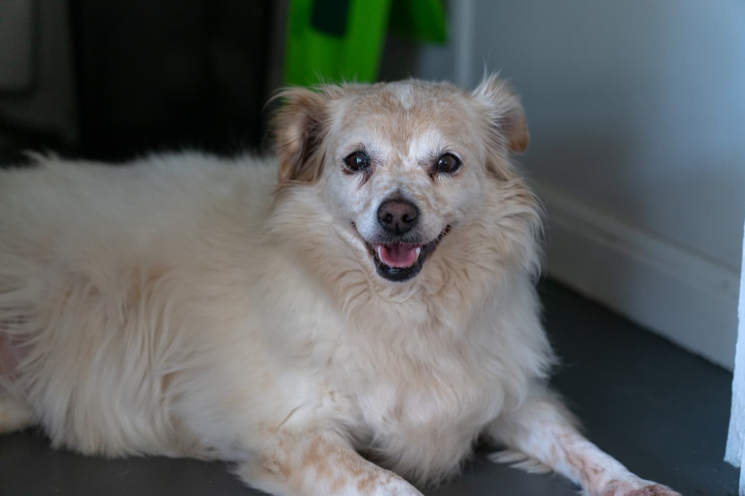 A fluffy, light-colored dog with pointy ears is lying on the floor indoors, looking at the camera with its mouth slightly open.
