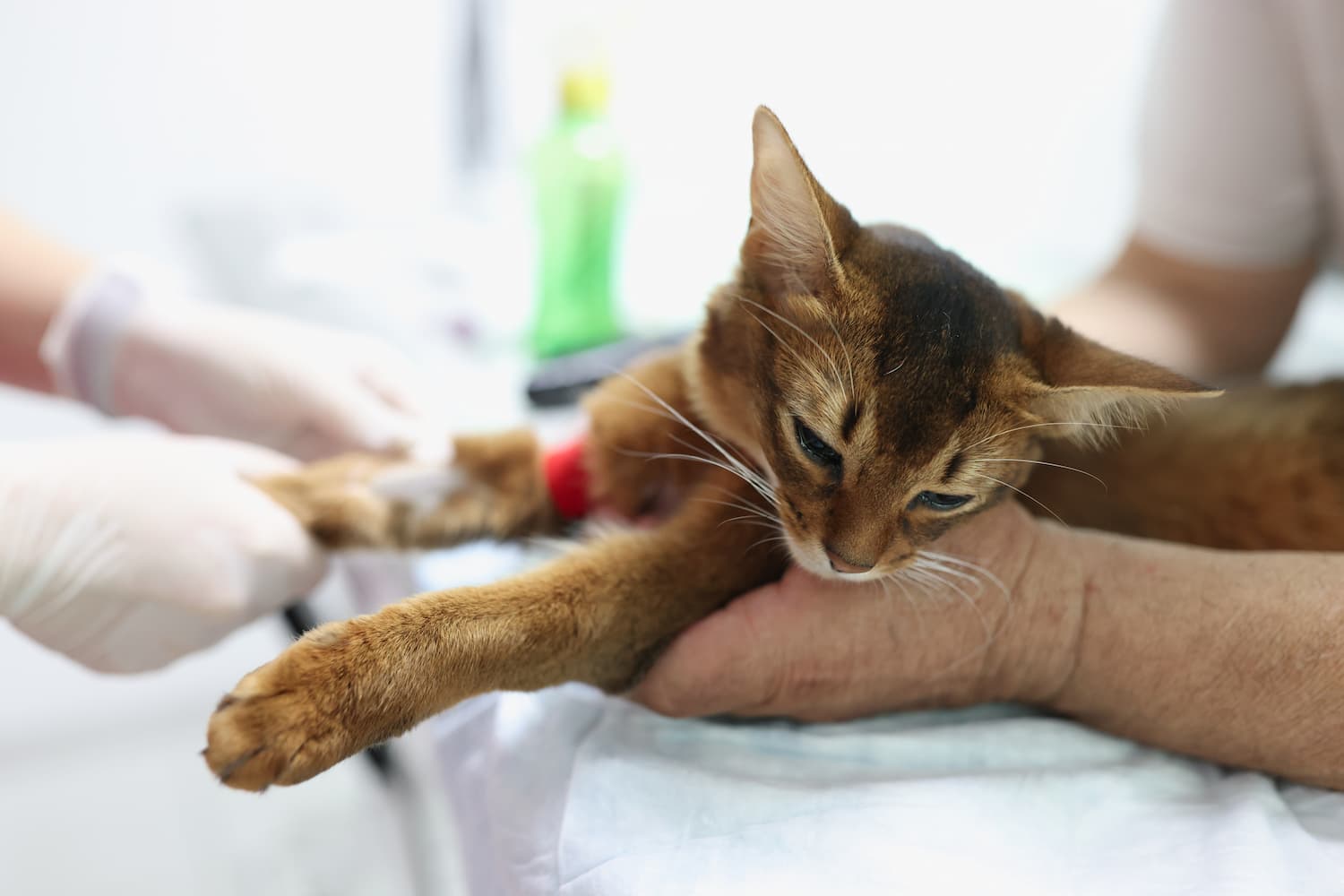 A brown cat lies on a table while a person holds its body and another person, wearing gloves, tends to its front leg with a medical bandage.