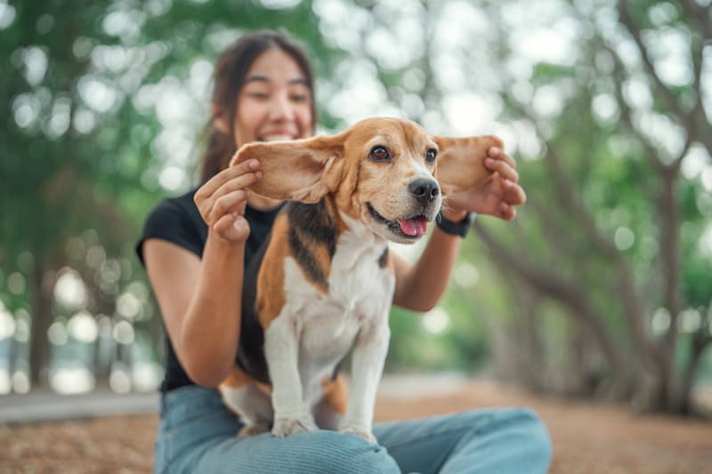 A person sits outdoors holding up a beagle’s long ears while the dog sits on their lap, with trees in the background.