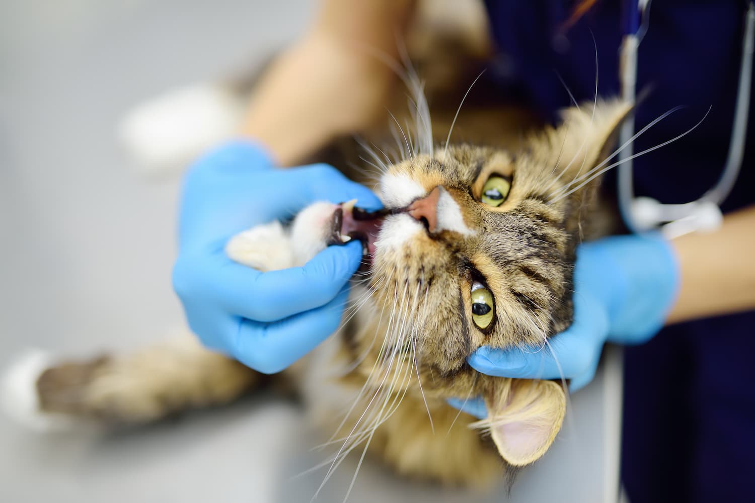 A person wearing blue gloves examines the mouth of a long-haired tabby cat lying on a surface.