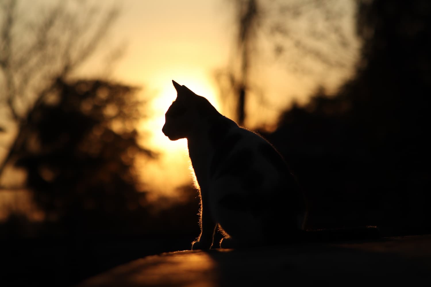 A cat sits in profile on a flat surface, silhouetted against a sunset with blurred trees in the background.