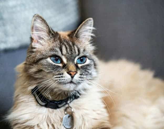 A fluffy cat with blue eyes and a striped face wears a collar with tags, sitting indoors against a blurred background.