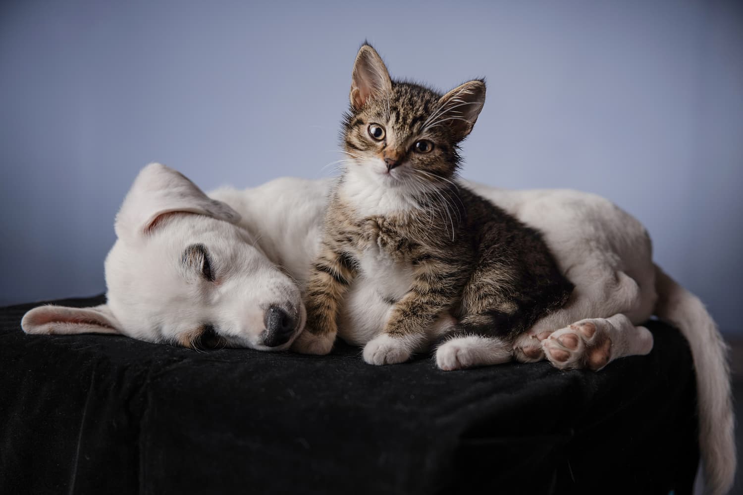 A white puppy is sleeping on a black surface while a tabby kitten sits beside it, looking at the camera.