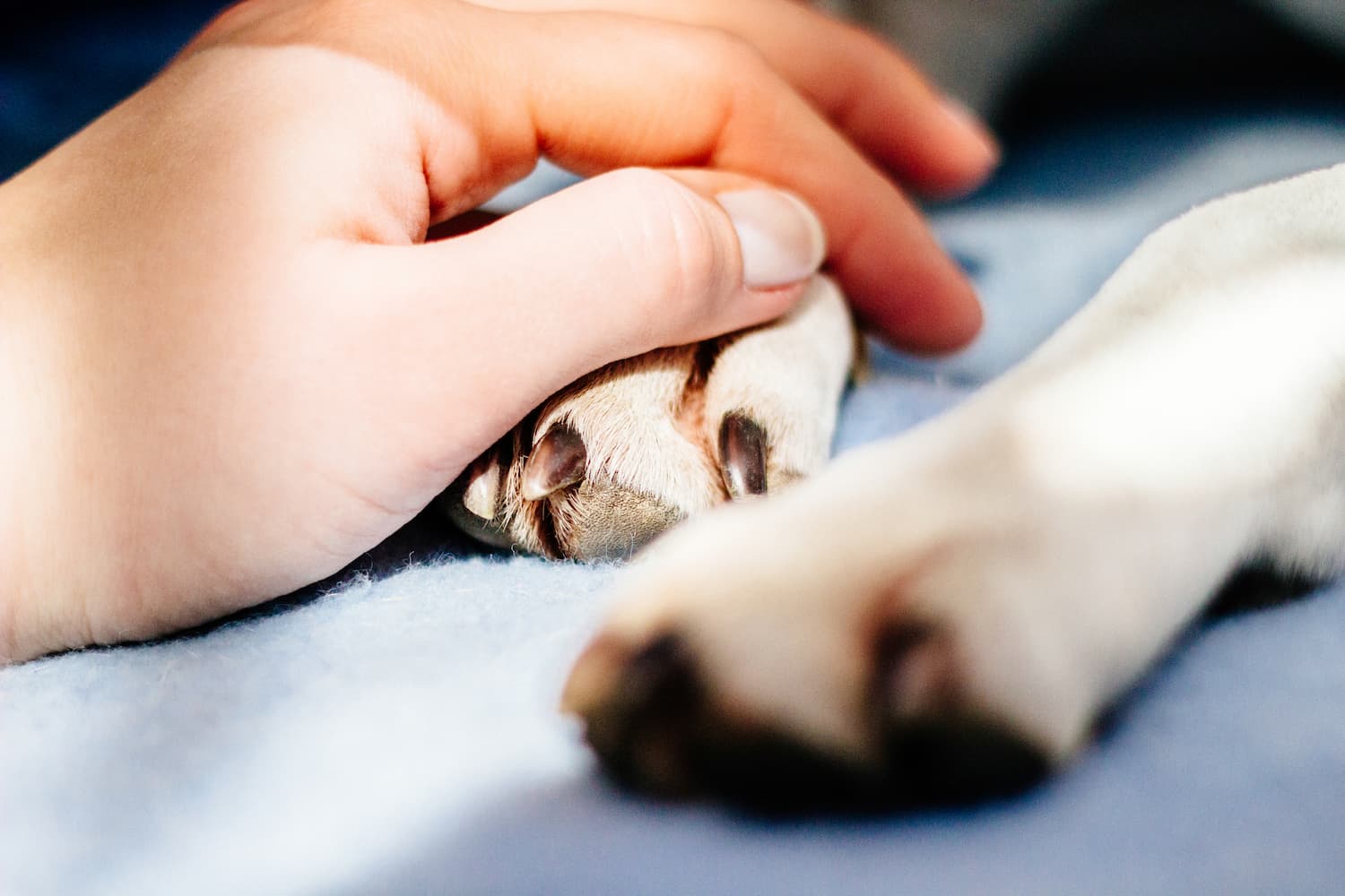 A human hand gently rests on a dog's paw, both lying on a soft blue surface.