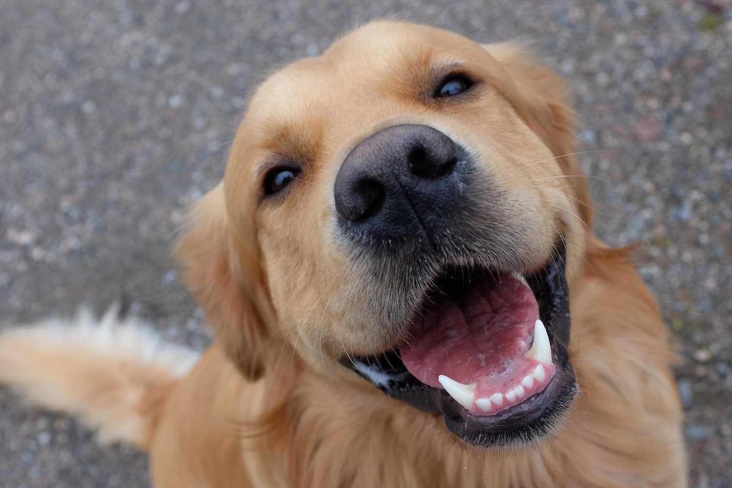 Close-up of a golden retriever with its mouth open, showing teeth, looking up at the camera with a happy expression.