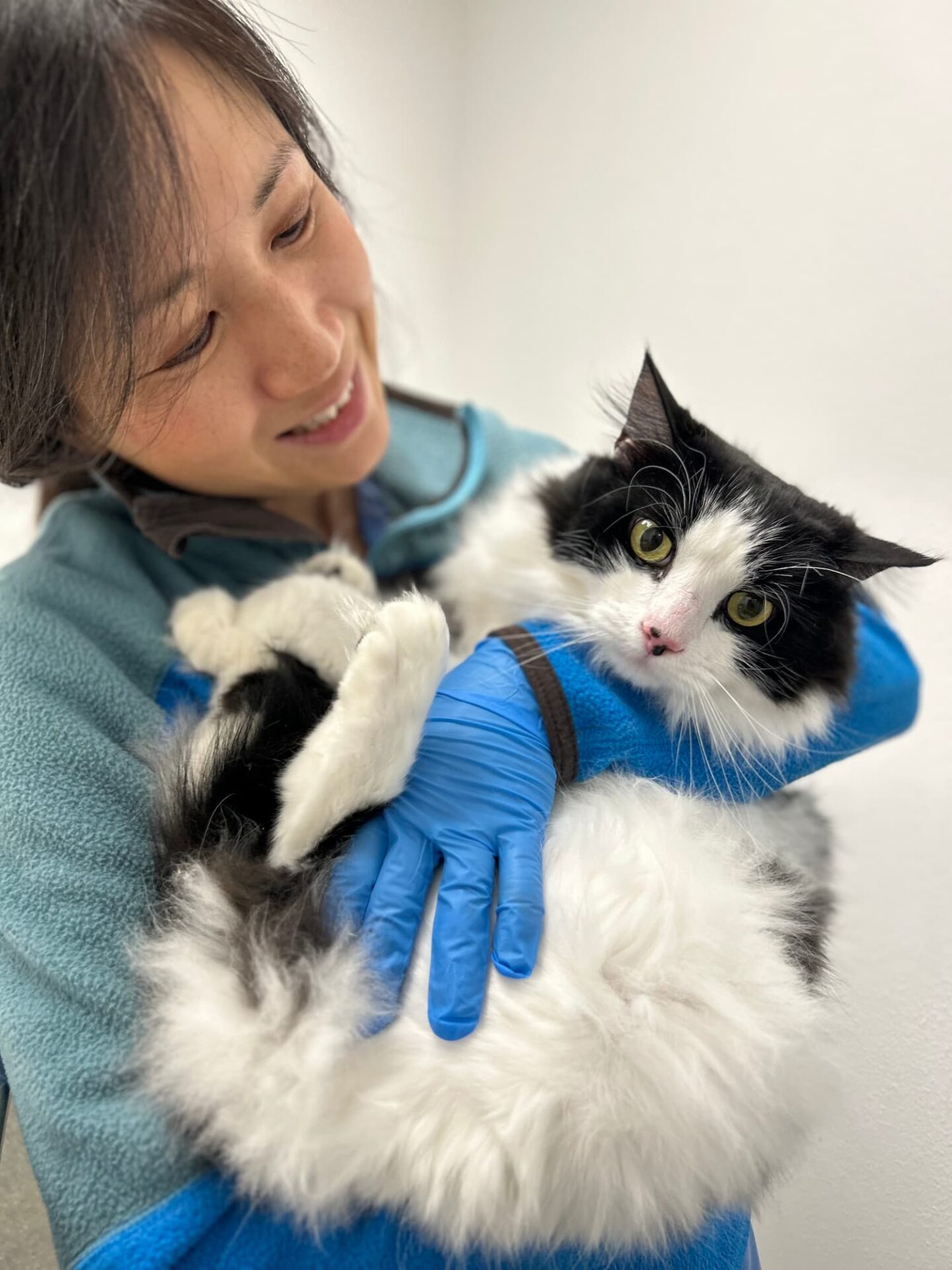 A person wearing blue gloves and a fleece jacket holds a fluffy black and white cat in their arms in a well-lit room.