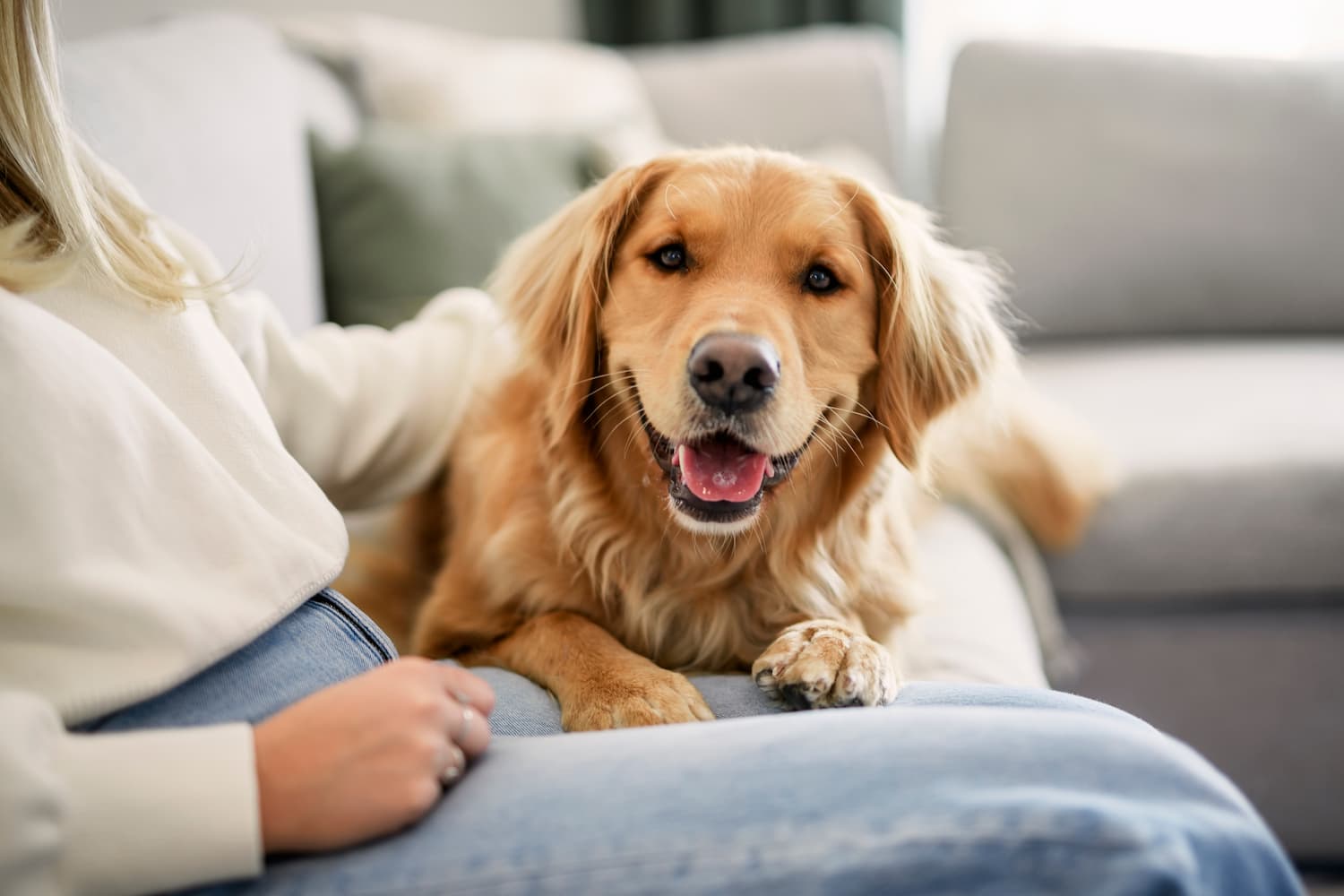 A golden retriever lies on a person's lap on a couch, looking directly at the camera with its mouth open.