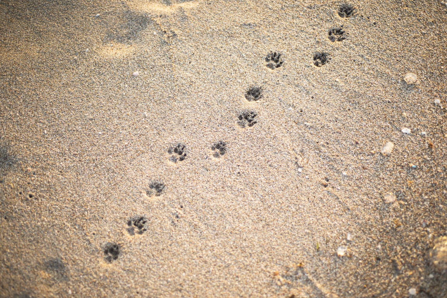 Animal paw prints in diagonal patterns are visible in the sand.
