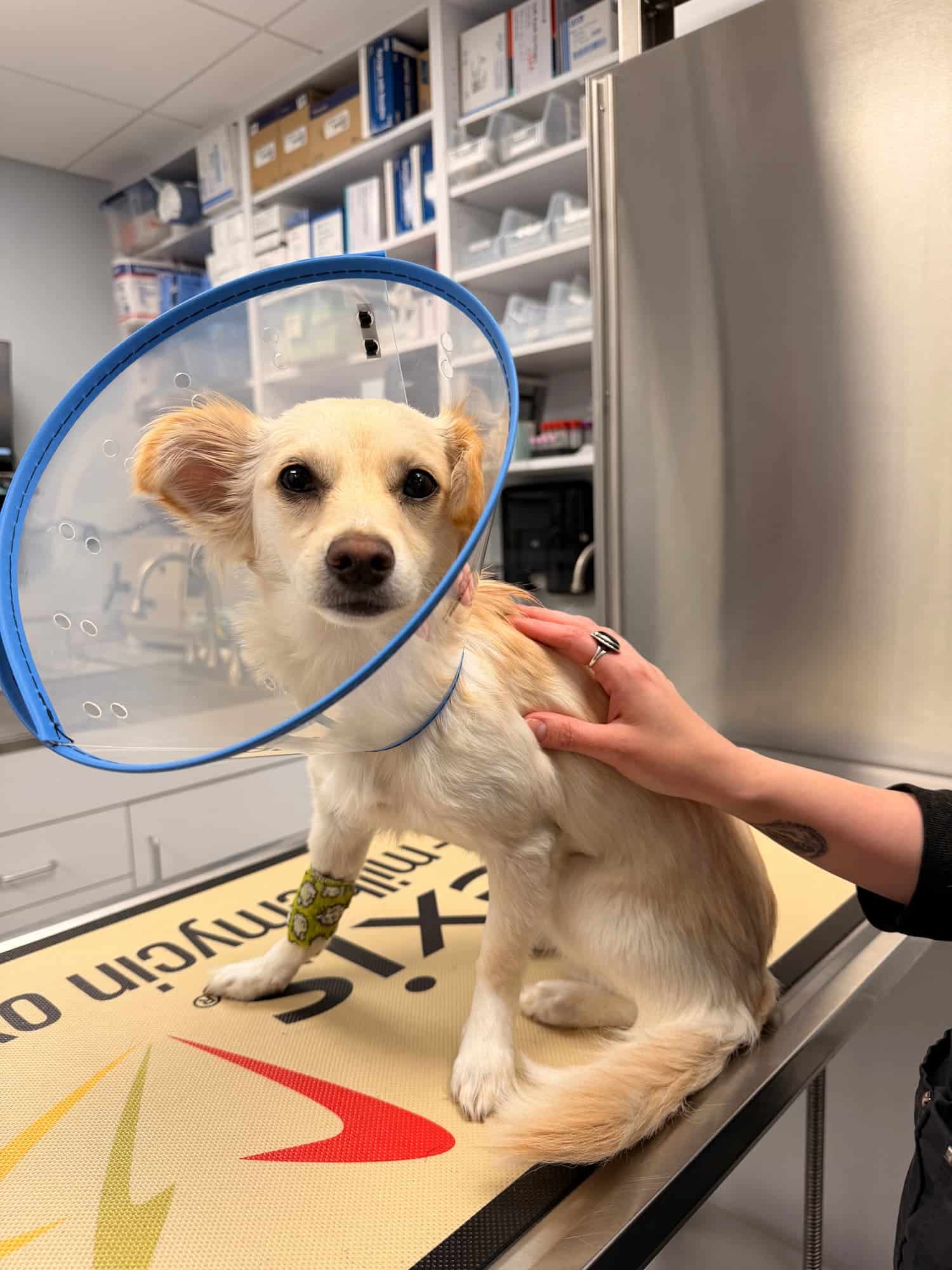 A small dog wearing a blue medical cone sits on an exam table in a veterinary clinic, with a person gently holding its side.