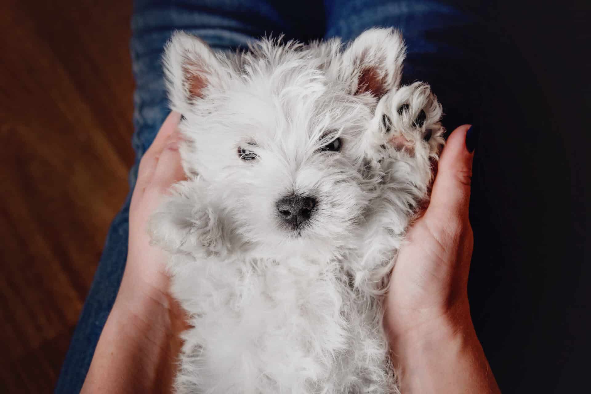A small, fluffy white puppy lies on its back in someone's hands, with one paw raised and its eyes half open.